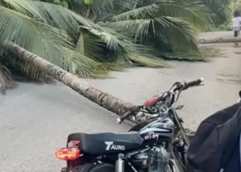 Desconocidos derriban árboles que provoca incendio y obstáculo vial en comunidad de Samaná