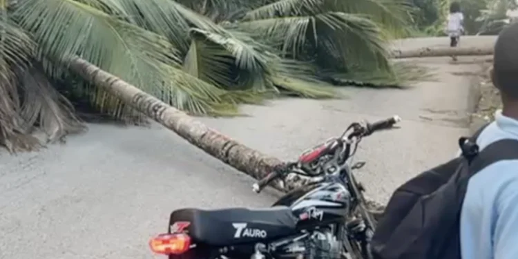 Desconocidos derriban árboles que provoca incendio y obstáculo vial en comunidad de Samaná