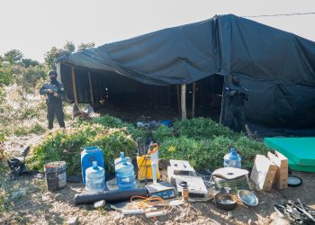 Desmantelan extensa plantación de Marihuana en Baní; apresan dos hombres