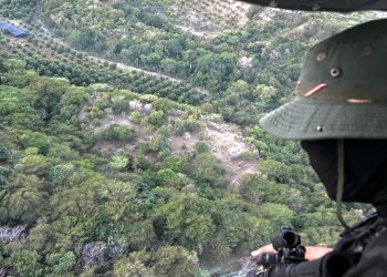 Desmantelan extensa plantación de Marihuana en Baní; DNCD persigue tres hombres 