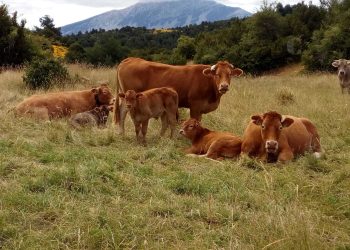 El 42 % de los beneficiarios del programa “Regreso al Campo” del FEDA ya recibía ingresos del Estado