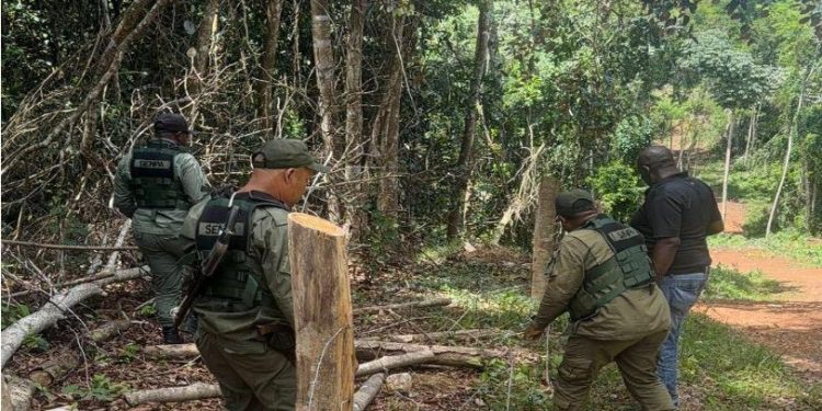 Autoridades destruyen parcelas ilegales en loma de Managua, Bayaguana, Monte Plata