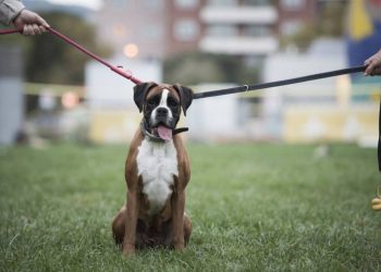 No más peleas por el perro: Brasil aprueba custodia compartida de mascotas