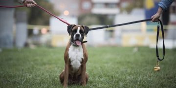 No más peleas por el perro: Brasil aprueba custodia compartida de mascotas