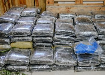 Autoridades ocupan más de 600 libras de presunta marihuana