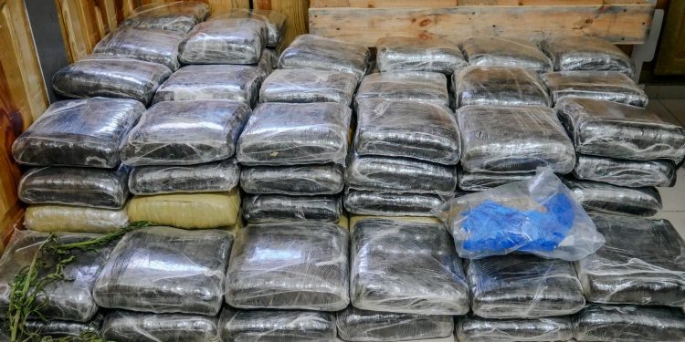 Autoridades ocupan más de 600 libras de presunta marihuana