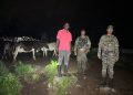 Ejército recupera 18 reses sustraídas en Loma de Cabrera, Dajabón