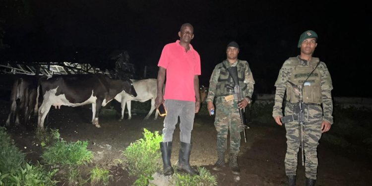 Ejército recupera 18 reses sustraídas en Loma de Cabrera, Dajabón