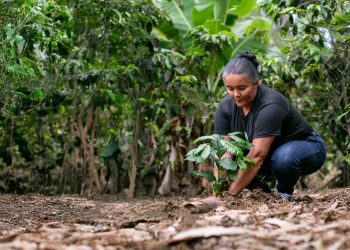Ford abre convocatoria para Donativos Ambientales Ford 2026