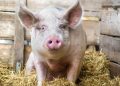 EE.UU. reitera prohibición de ingresar salami y otros derivados del cerdo desde RD