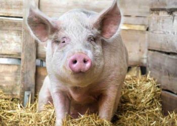 EE.UU. reitera prohibición de ingresar salami y otros derivados del cerdo desde RD