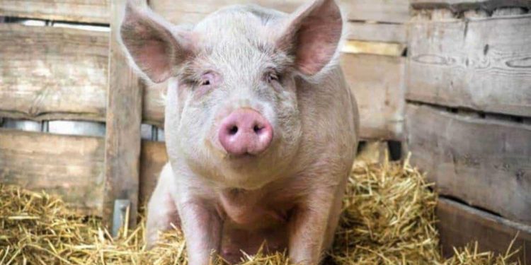 EE.UU. reitera prohibición de ingresar salami y otros derivados del cerdo desde RD