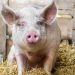 EE.UU. reitera prohibición de ingresar salami y otros derivados del cerdo desde RD