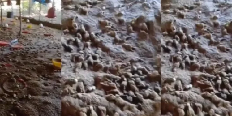 Mueren más de 11,000 pollitos por inundaciones en Guayacanes