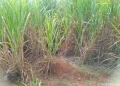 Hallan cadáver en estado de descomposición en cañaverales de San Pedro de Macorís