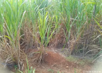 Hallan cadáver en estado de descomposición en cañaverales de San Pedro de Macorís