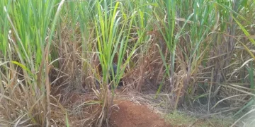 Hallan cadáver en estado de descomposición en cañaverales de San Pedro de Macorís