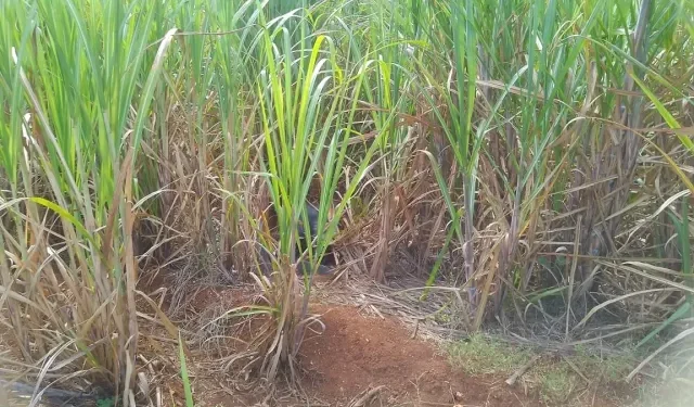 Hallan cadáver en estado de descomposición en cañaverales de San Pedro de Macorís