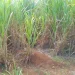 Hallan cadáver en estado de descomposición en cañaverales de San Pedro de Macorís