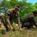 Fuerzas Armadas liderarán siembra de más de 100 mil árboles en jornada nacional por el Día Nacional del Árbol