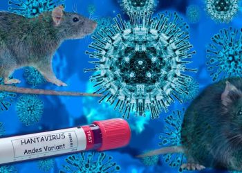 La OMS mantiene en once los casos de hantavirus y un riesgo bajo para la población