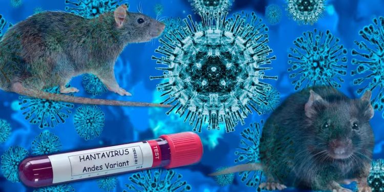 La OMS mantiene en once los casos de hantavirus y un riesgo bajo para la población