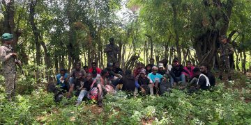 Detienen 26 haitianos indocumentados en bosque de Guayubín