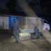 Policía Nacional recupera más de 600 pollos sustraídos de una granja y apresan a cinco personas en La Vega