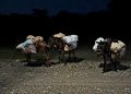 Ejército incauta cargamento de contrabando transportado en mulos en Elías Piña