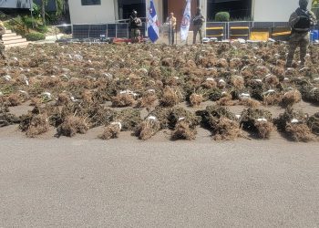 DNCD interviene en San José De Ocoa otra siembra de marihuana que supera las 15,000 plantas