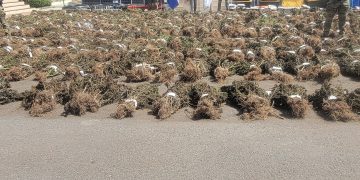 DNCD interviene en San José De Ocoa otra siembra de marihuana que supera las 15,000 plantas 
