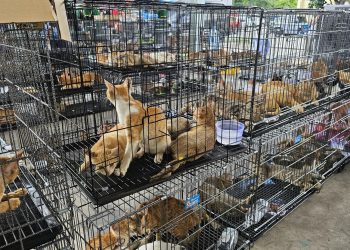 Cerca de 400 gatos rescatados en Vietnam de una red de comercialización de carne animal