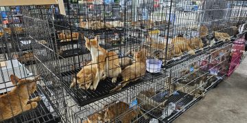Cerca de 400 gatos rescatados en Vietnam de una red de comercialización de carne animal