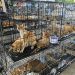 Cerca de 400 gatos rescatados en Vietnam de una red de comercialización de carne animal