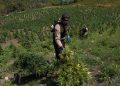 DNCD desmantela gran cultivo de marihuana en Lomas de San José de Ocoa; arresta a dos haitianos y un dominicano
