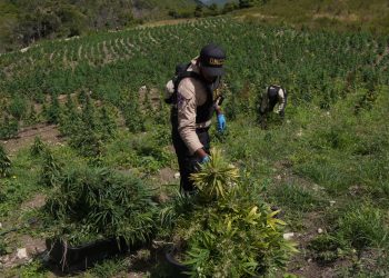 DNCD desmantela gran cultivo de marihuana en Lomas de San José de Ocoa; arresta a dos haitianos y un dominicano