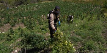 DNCD desmantela gran cultivo de marihuana en Lomas de San José de Ocoa; arresta a dos haitianos y un dominicano