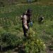 DNCD desmantela gran cultivo de marihuana en Lomas de San José de Ocoa; arresta a dos haitianos y un dominicano