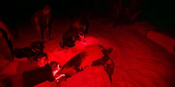 República Dominicana da un paso histórico en la conservación de tortugas marinas con tecnología de identificación permanente