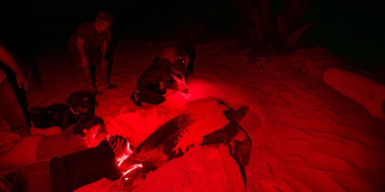 República Dominicana da un paso histórico en la conservación de tortugas marinas con tecnología de identificación permanente