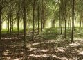 CAMIPE propone fortalecer las garantías de cierre y remediación ambiental en la nueva ley minera