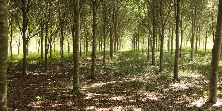 CAMIPE propone fortalecer las garantías de cierre y remediación ambiental en la nueva ley minera