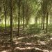 CAMIPE propone fortalecer las garantías de cierre y remediación ambiental en la nueva ley minera
