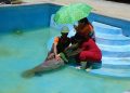 Especialistas del Acuario Nacional comparten en Costa Rica la experiencia dominicana en la conservación del manatí antillano