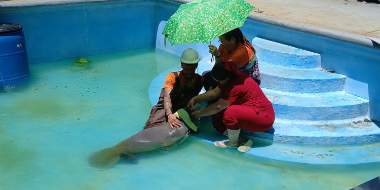 Especialistas del Acuario Nacional comparten en Costa Rica la experiencia dominicana en la conservación del manatí antillano