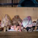 Autoridades chilenas ubican a menores haitianos reportados como desaparecidos