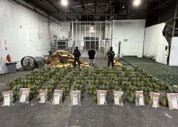 Interceptan cargamento de piñas con presunta cocaína