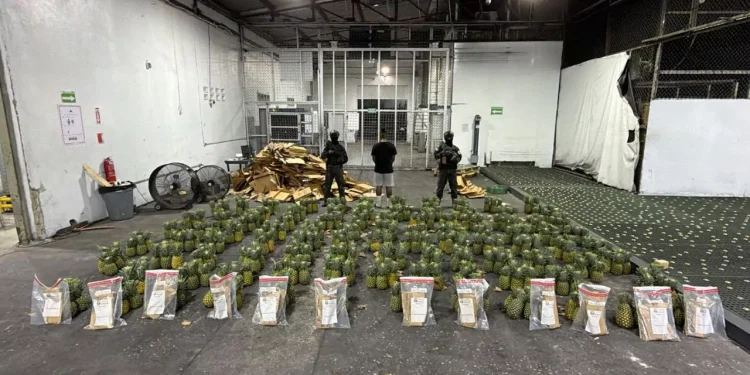 Interceptan cargamento de piñas con presunta cocaína