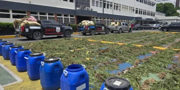 Cultivo de marihuana en Ocoa totalizó 3,533 plantas en uno de los mayores operativos del país