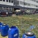 Cultivo de marihuana en Ocoa totalizó 3,533 plantas en uno de los mayores operativos del país